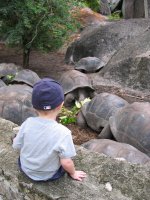 Seychelles giant sea turtles