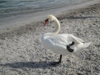Geneva swan