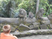 Monkey Jungle, Ubud, Bali