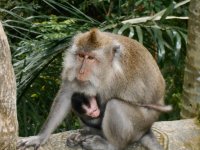 Bali Monkey Sanctuary
