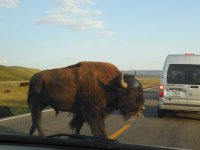 Yellowstone National Park, buffalo
