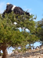 Morocco goats in trees