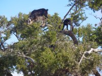 Morocco goats in trees