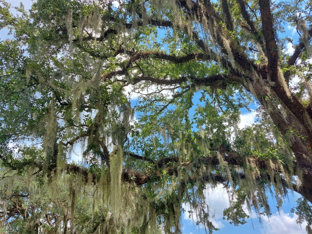 Spanish Moss: Neither Spanish nor Moss - Savannah Travel Blog And Guide -  For 91 Days