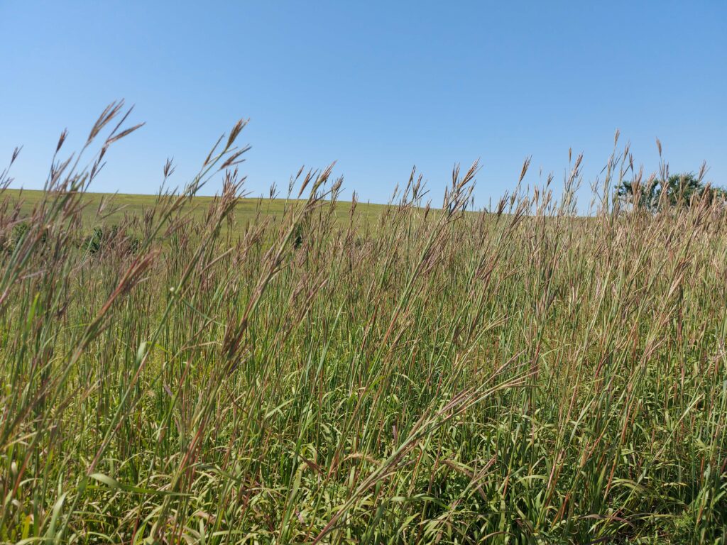 Tallgrass Prairies, Kansas/ Kimberly Sullivan