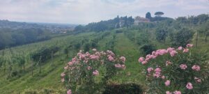 Conegliano, Veneto, Italy/ Kimberly Sullivan