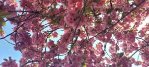 New York City cherry blossoms / Kimberly Sullivan