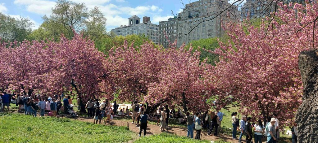 New York City cherry blossoms / Kimberly Sullivan