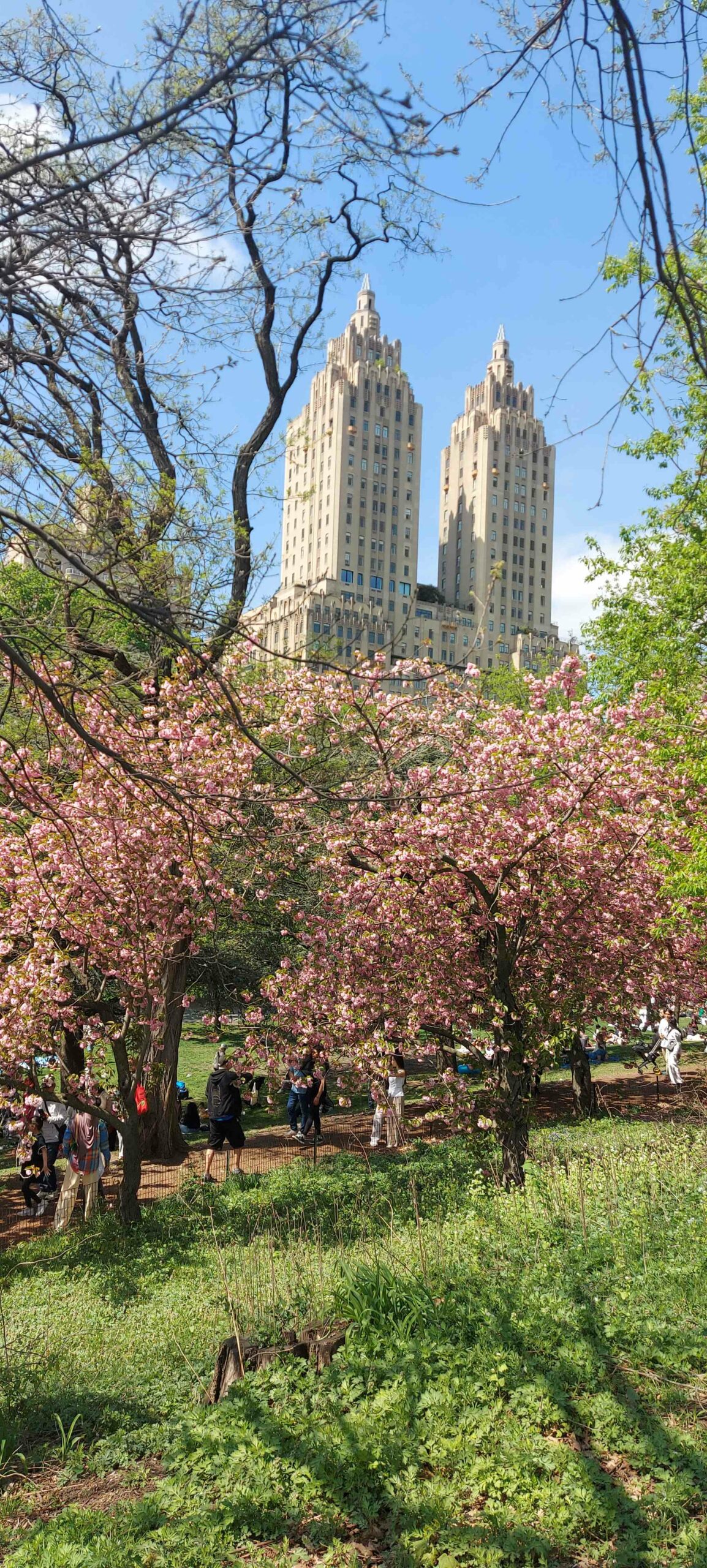 New York City cherry blossoms / Kimberly Sullivan